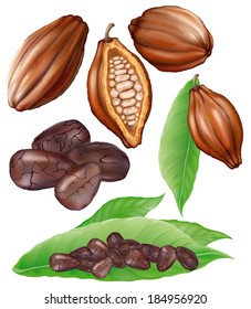 cocoa fruit, cut fruit, grains and leaves on a white background