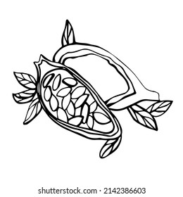 A cocoa fruit cut in half with two leaves on a white background isolated. Cocoa Bean Sketch