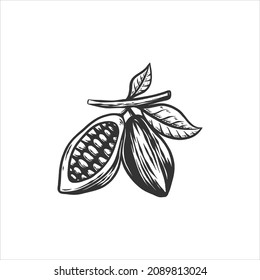 cocoa fruit hand drawn illustration
