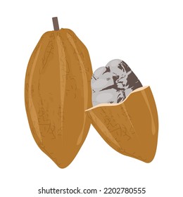 ilustración de cacao aislado en un fondo blanco.