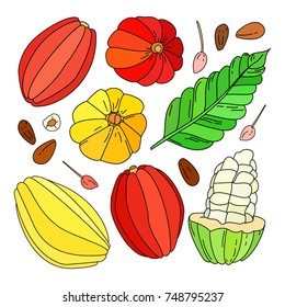 Cocoa fruit illustration set, Hand drawn vector tropical cacao fruit, leaf, seed and flower isolated on the white background, doodle or sketch