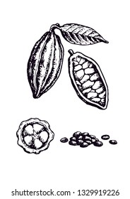 Cocoa fruit, leaf and seeds Hand drawing