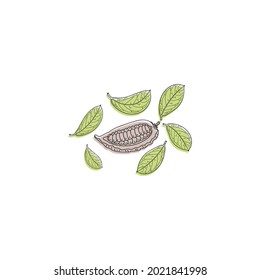cocoa fruit with leaves flat vector illustration
