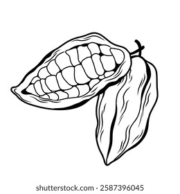 Cocoa fruit in peel, cut in half, berry pulp in line art style for packaging and fabric design