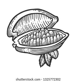 Cocoa fruit sketch engraving vector illustration. Scratch board style imitation. Black and white hand drawn image.