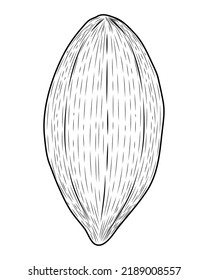 cocoa fruit sketch style icon