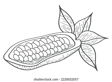 cocoa fruit sketch style icon