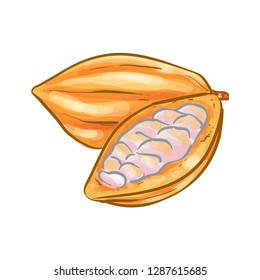 Cocoa Fruit Vector Illustration