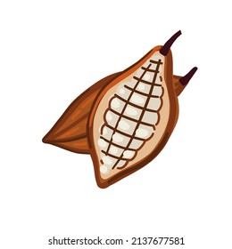 Cocoa fruit vector illustration. Cocoa beans isolated on white. 
