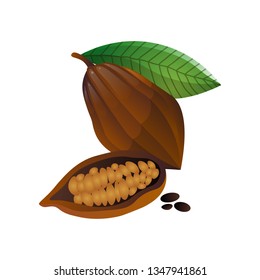 Cocoa fruit whole and half with grains on white background