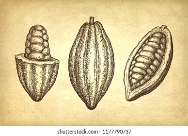 Cocoa fruits. Ink sketch on old paper background. Hand drawn vector illustration. Retro style.