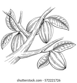 Cocoa graphic black white isolated sketch illustration vector