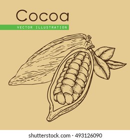Cocoa hand drawn. Cocoa botany vector illustration. Doodle of healthy cocoa nutrient food.  Cocoa engraving sketch etch line. Organic Cocoa on beige background. Food cocoa dessert drink ingredient