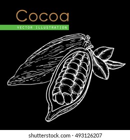 Cocoa hand drawn. Cocoa botany vector illustration. Doodle of healthy cocoa nutrient food.  Cocoa engraving sketch etch line. Organic Cocoa on black background. Food cocoa dessert drink ingredient