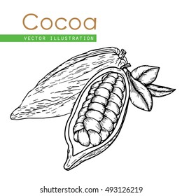 Cocoa hand drawn. Cocoa botany vector illustration. Doodle of healthy cocoa nutrient food.  Cocoa engraving sketch etch line. Organic Cocoa on white background. Food cocoa dessert drink ingredient