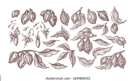 Cocoa hand drawn set. Botanical sketch of bean, fruit, leaf, grain, flower in bloom. Vector retro illustration. Collection of isolate on white background. Tropical flora. Cacao drink, bio chocolate
