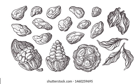 Cocoa hand drawn set. Vector illustration. Chocolate ingredient. Botanical sketch of bean, fruit, leaves. Group of isolate on white background. Tropical food. Cacao sweet drink, natural chocolate