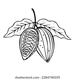 Cocoa. Hand drawn sketch Cocoa beans, leaves sketch and Cocoa tree. Organic product. Doodle sketch for café, shop, menu. Plant parts. For label, logo, emblem, symbol. Vector