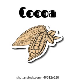 Cocoa hand drawn sticker. Cocoa botany vector illustration. Doodle of  healthy cocoa nutrient food. Cocoa engraving sketch etch line. Organic Cocoa on beige. Food cocoa dessert drink ingredient