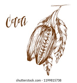 Cocoa, hand drawn vector