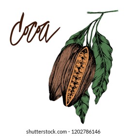 Cocoa, hand drawn vector