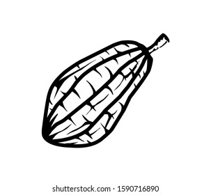 cocoa icon vector isolated, cocoa vector fruit illustration.