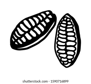 cocoa icon vector isolated, cocoa vector fruit illustration.