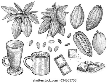 Cocoa illustration, drawing, engraving, ink, line art, vector