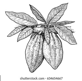 Cocoa illustration, drawing, engraving, ink, line art, vector