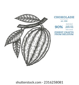 Cocoa image. Chocolate cocoa beans background. Vector hand drawn illustration. Vintage style illustration.