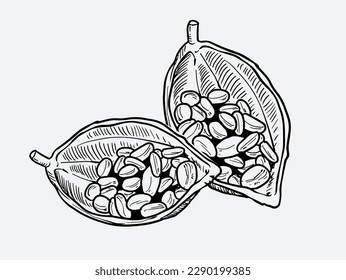 cacao de la línea de dibujo de tinta para el embalaje de etiquetas, banner, folleto, afiche. dibujo de chocolate