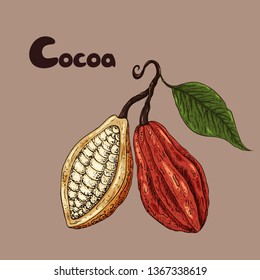 Cocoa isolated. Cocoa beans closeup. Hand drawn sketch cocoa illustration. 