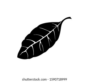 cocoa leaf icon vector isolated