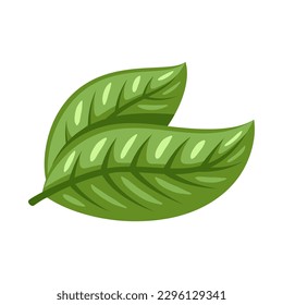 Cocoa leaf isolated on white background. Logo template. Cacao leaf. Design elements. Vector illustration