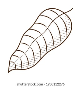 hoja de cacao sobre fondo blanco