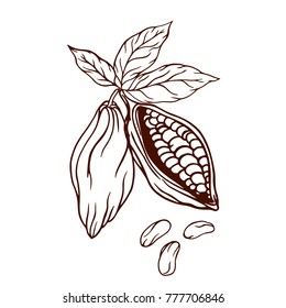 cocoa logo with lettering hand-drawn in retro styles, cocoa beans, cocoa leaves
