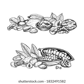 Cocoa nut set. Isolated flat walnut, pistachio, hazelnut, cocoa, peanut, almond, pecan nut mix sketch icons. Natural healthy food collection. Vegetarian diet snack vector illustration