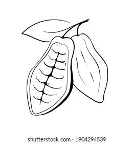 Cocoa open fruit. Chocolate cocoa beans.