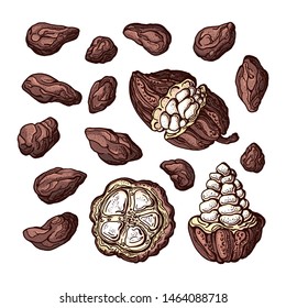 Cocoa paint set. Vector chocolate ingredient. Botanical color sketch of bean, fruit in cut. Group of isolate on white background. Organic food. Cacao sweet drink. Vintage graphic illustration
