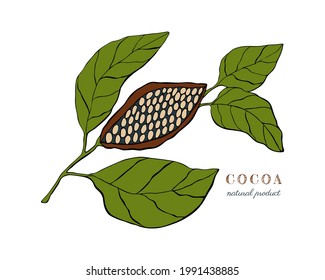 Cocoa plant with fruit and leaves, hand drawing, doodling, black outline silhouette, isolated on white background.