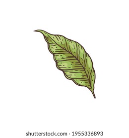 Cocoa plant leaf - cartoon hand drawn green cacao tree foliage element