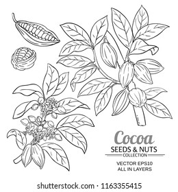 cocoa plant vector 