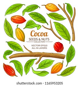 cocoa plant vector 