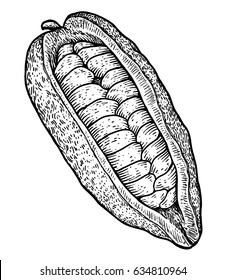 Cocoa pod and bean illustration, drawing, engraving, ink, line art, vector