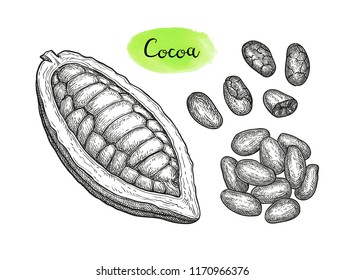 Cocoa pod and beans. Ink sketch isolated on white background. Hand drawn vector illustration. Retro style.