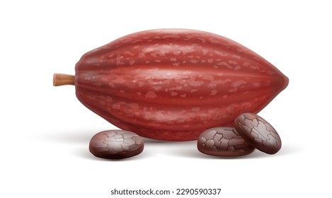 Cocoa Pod with beans isolated on white transparent background. Ingredient for chocolate production. Realistic cocoa pod. Vector illustration