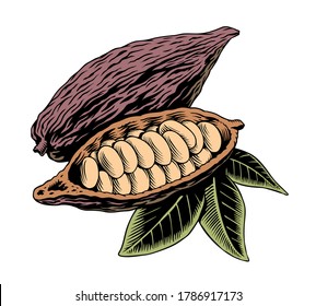 Cocoa pod, beans and leaves isolated. Chocolate cocoa beans. Engraved style vector illustration.
