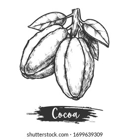 Cocoa pod or cacao bean with leaf. Sketch of tropical fetus or hand drawn tropic fruit for chocolate powder and coffee, trinitario harvest. Botany vector illustration design. Exotic nature