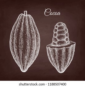 Cocoa pod. Chalk sketch on blackboard background. Hand drawn vector illustration. Retro style.