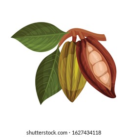 Cocoa Pod Cut into Halves with Many Beans Inside Vector Illustration